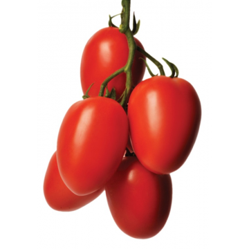 Pomidor Jojo Luz