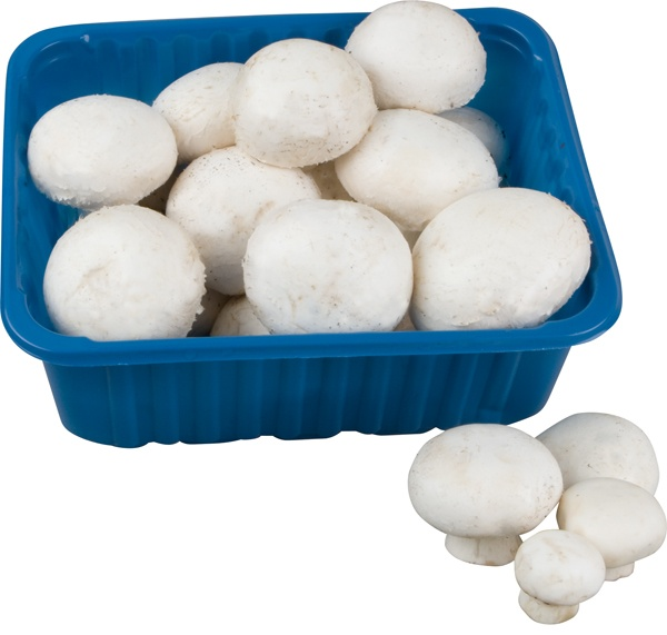 Pieczarka Tacka 500G