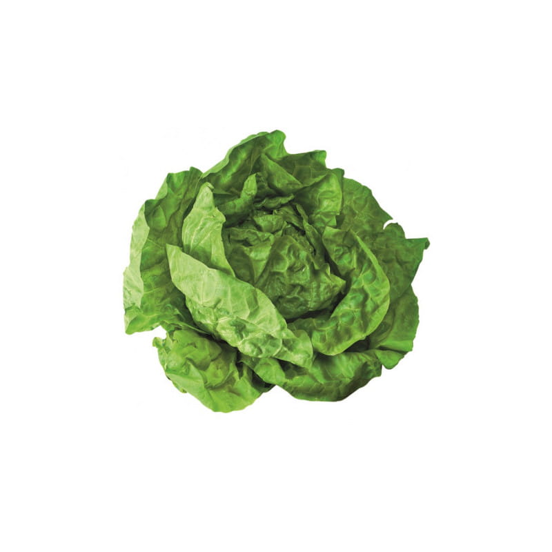 salata-glowiasta-szt.jpg